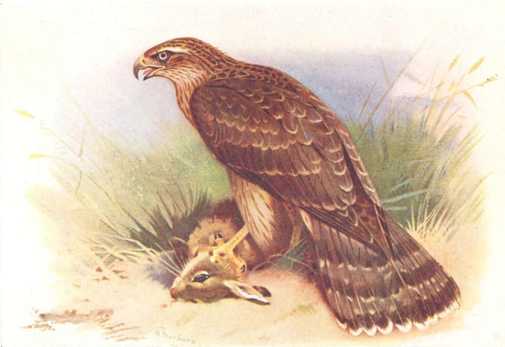 BRITISH BIRDS. Goshawk (first year) . THORBURN 1925 old vintage print picture